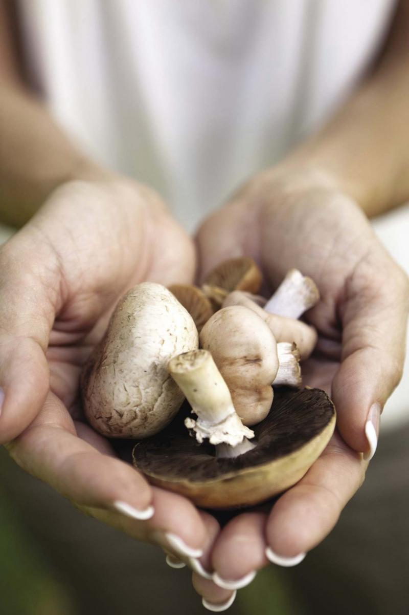<p>Don Riddle / The Associated Press Files</p><p>Fresh mushrooms can be stored in the fridge in a brown paper bag or on a plate covered in a damp cloth.</p>