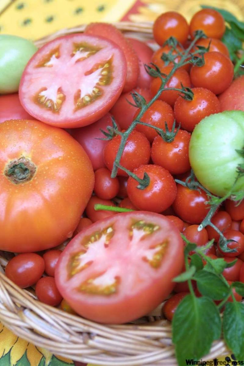Tomatoes for a shorter growing season Winnipeg Free
