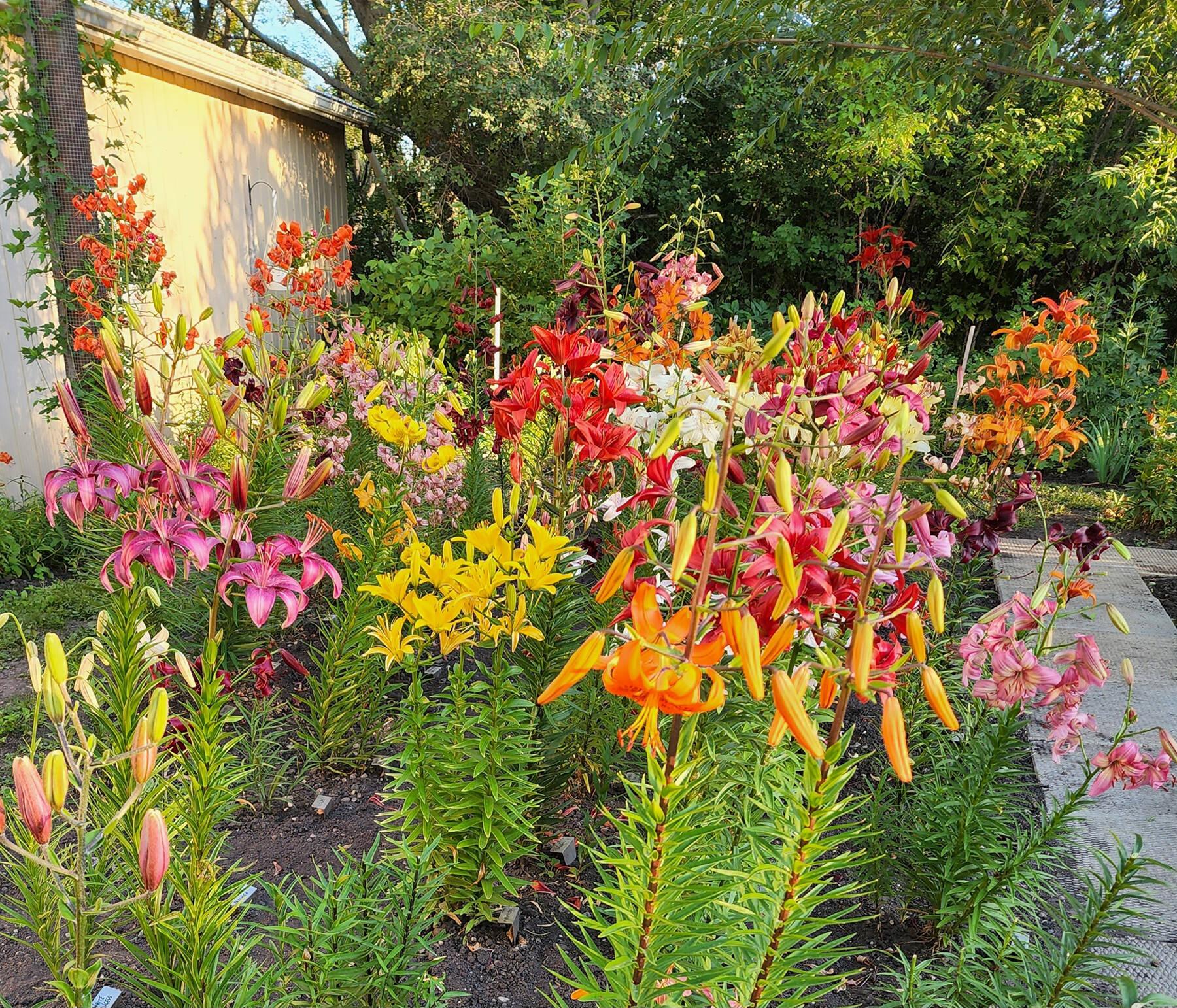  <p>Leanne Dowd&rsquo;s Neepawa garden features lilies planted en masse. Let&rsquo;s fall in love again &#010;with lilies.</p> 