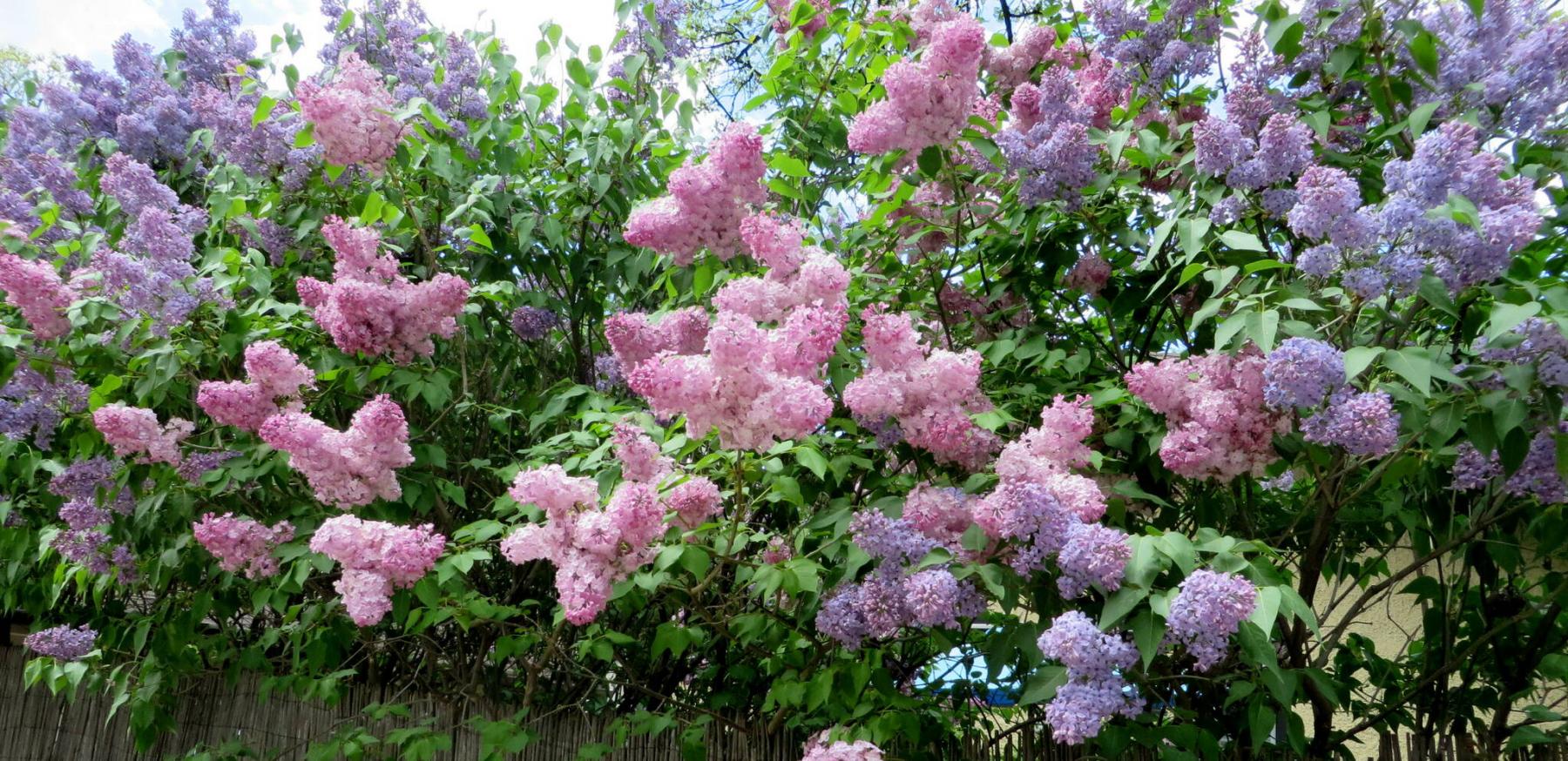  Pat Watts Stevens
Maiden’s Blush lilac and Wedgewood Blue lilac provide a classic privacy hedge in Pat Watts Stevens St. James garden. 