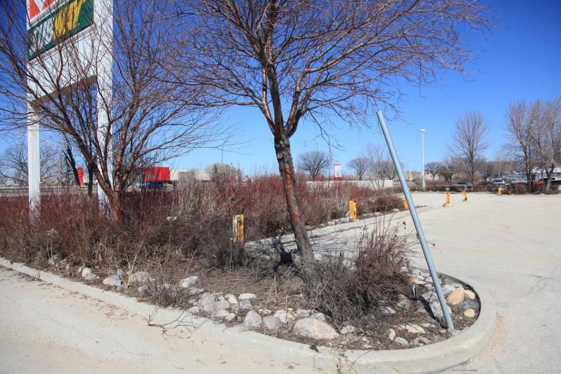 <p>Michael Allen / Winnipeg Free Press</p><p>Berms may be a nice landscaping touch, but they&rsquo;re not always the best growing spot for some trees and shrubs.</p>