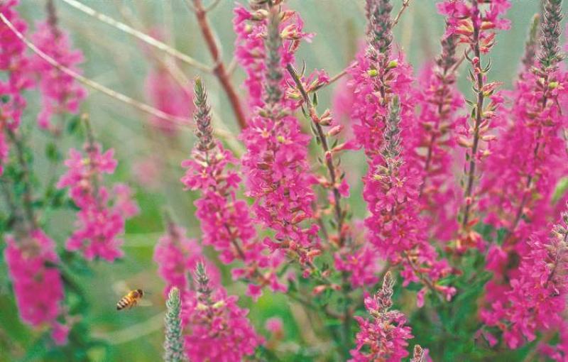 Purple loosestrife, a.k.a. 'the beautiful killer.' One plant can produce 2.5 million seeds. This aggressive species invades wetlands throughout North America, destroying wildlife habitat and resulting in an economic impact in the hundreds of millions of dollars.