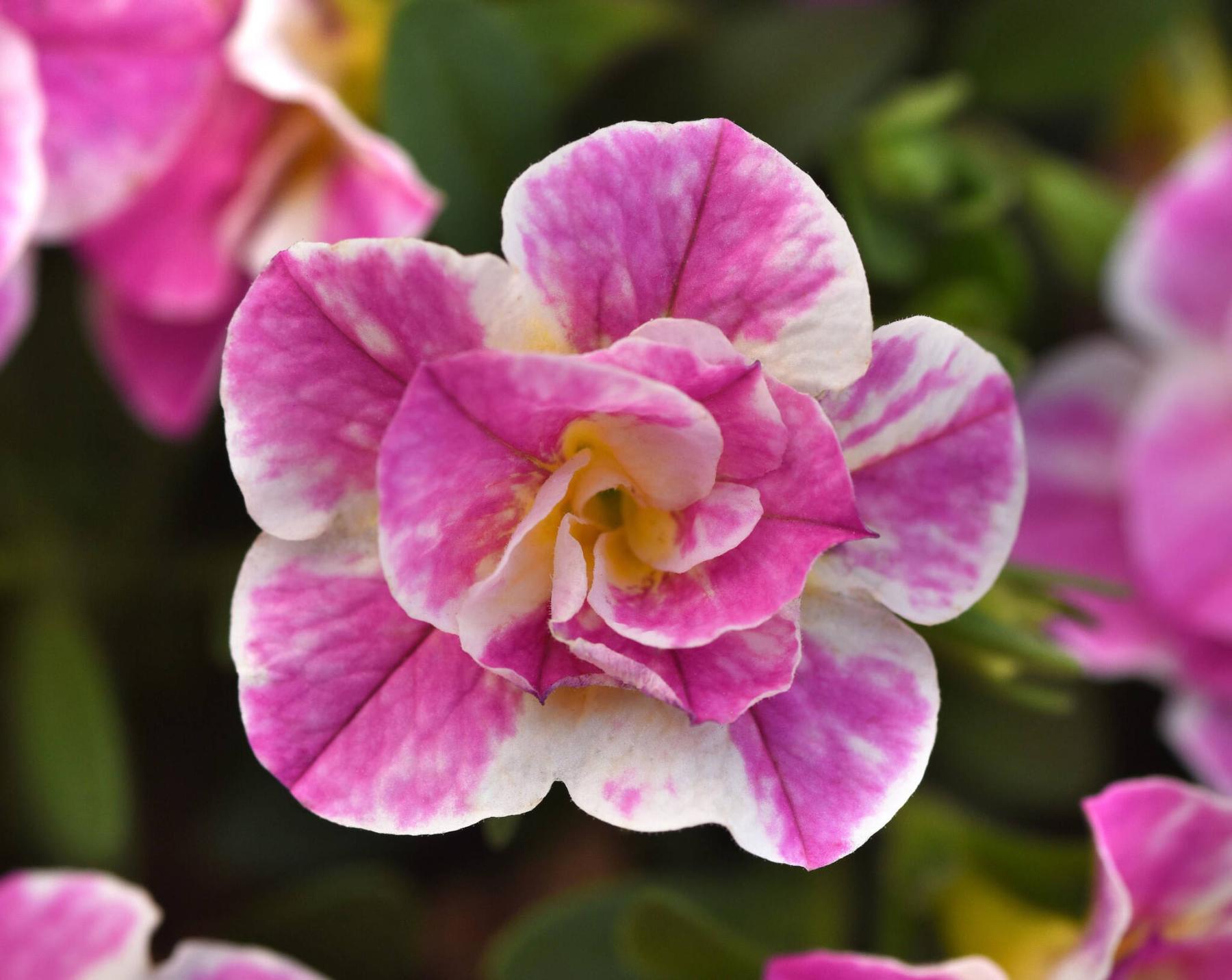  <p>Ball Horticultural Company photo</p>
                                <p>A whole lotta fun: MiniFamous Uno Funtopia Pink from Selecta One is new for 2025.</p> 