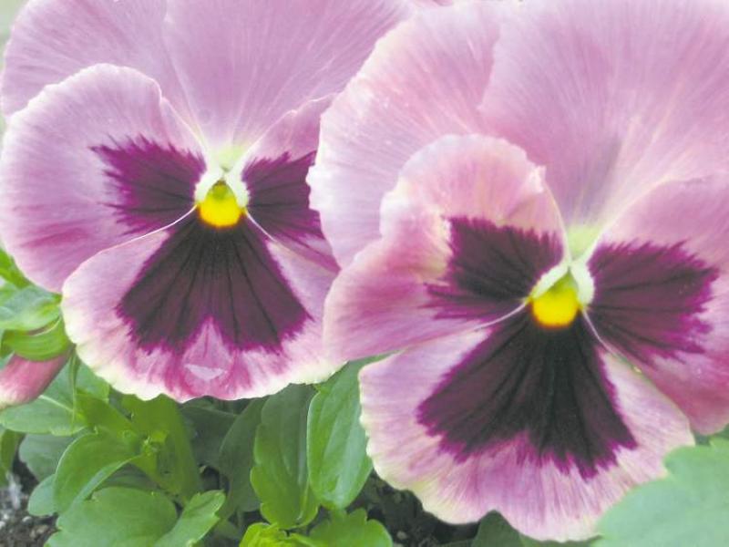 The gift of pansies, a traditional garden favourite, tells the recipient they are in your thoughts.