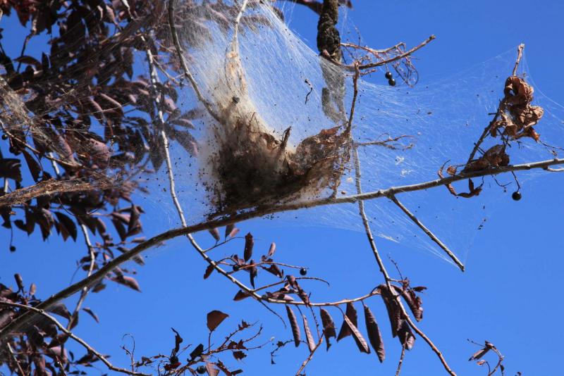 <p>Michael Allen / Winnipeg Free Press</p><p>A fall webworm silk nest. Winnipeg has been invaded by forest tent caterpillars and fall webworms. On the bright side, such infestations don&rsquo;t last forever, and there are measures you can take to help mitigate the problem in your area.</p>