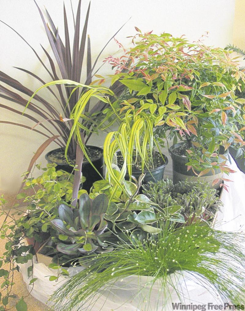 Combine plants with contrasting  textures within a complementary colur palette for pleasing container combinations.