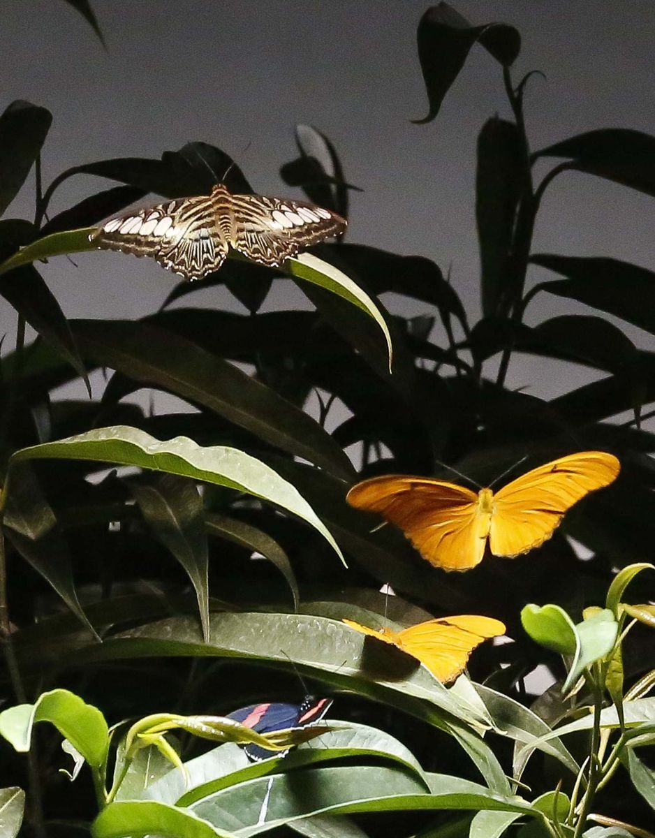 <p>Bebeto Matthews / Associated Press files</p><p>Plants that attract pollinators, such as lavender and sage, can really enhance your garden.</p></p>