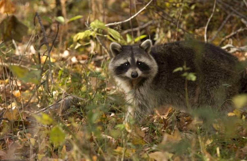 One way to scare off raccoons is to position a radio near your garden and attach a timer to it. Raccoons will run at the sound of human voices.