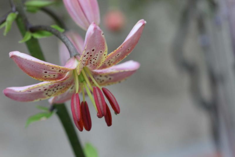 <p>Roswitha Nowak</p><p>Planting bulbs this fall, such as martagon lily? Protect them from rodents with hardware-cloth fencing.</p>