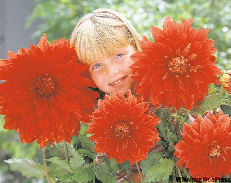 Dahlia âBig Wowâ has spectacular dinner-plate sized blooms.