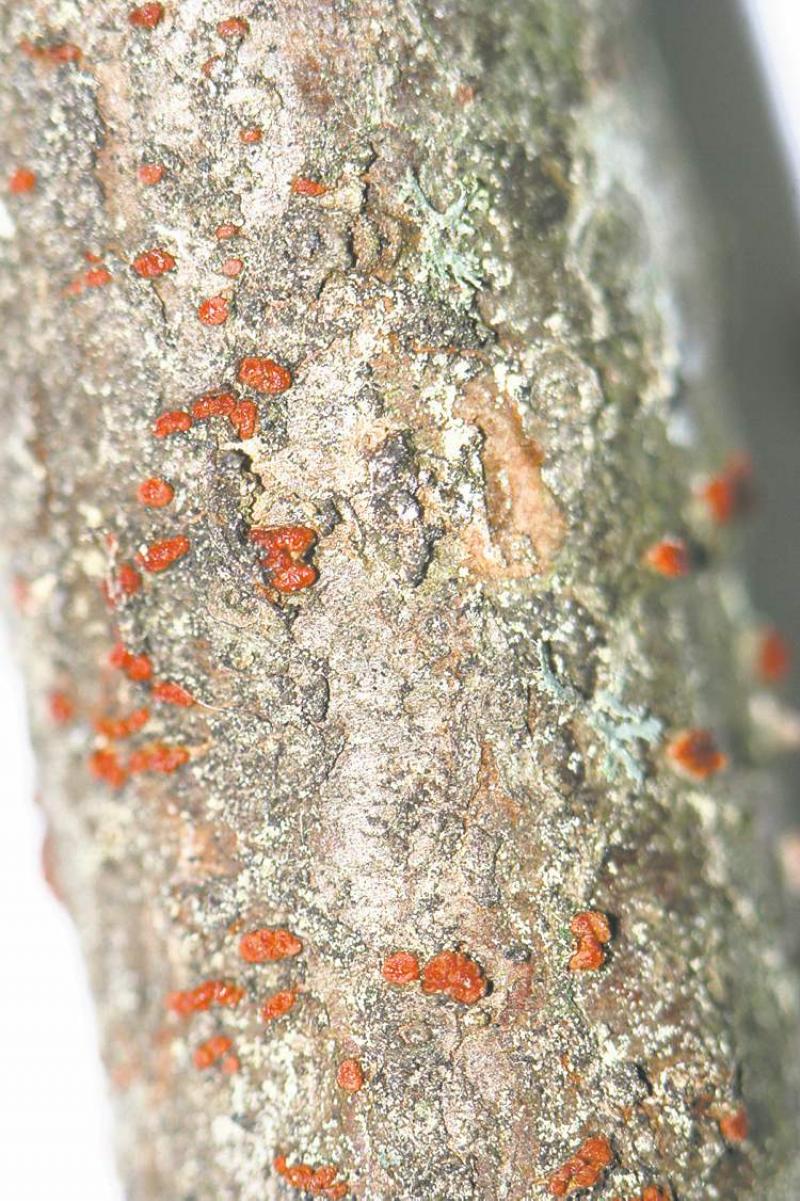 Balsam fir with coral spots, above, the disease has been around for many years but was especially bad this past summer.