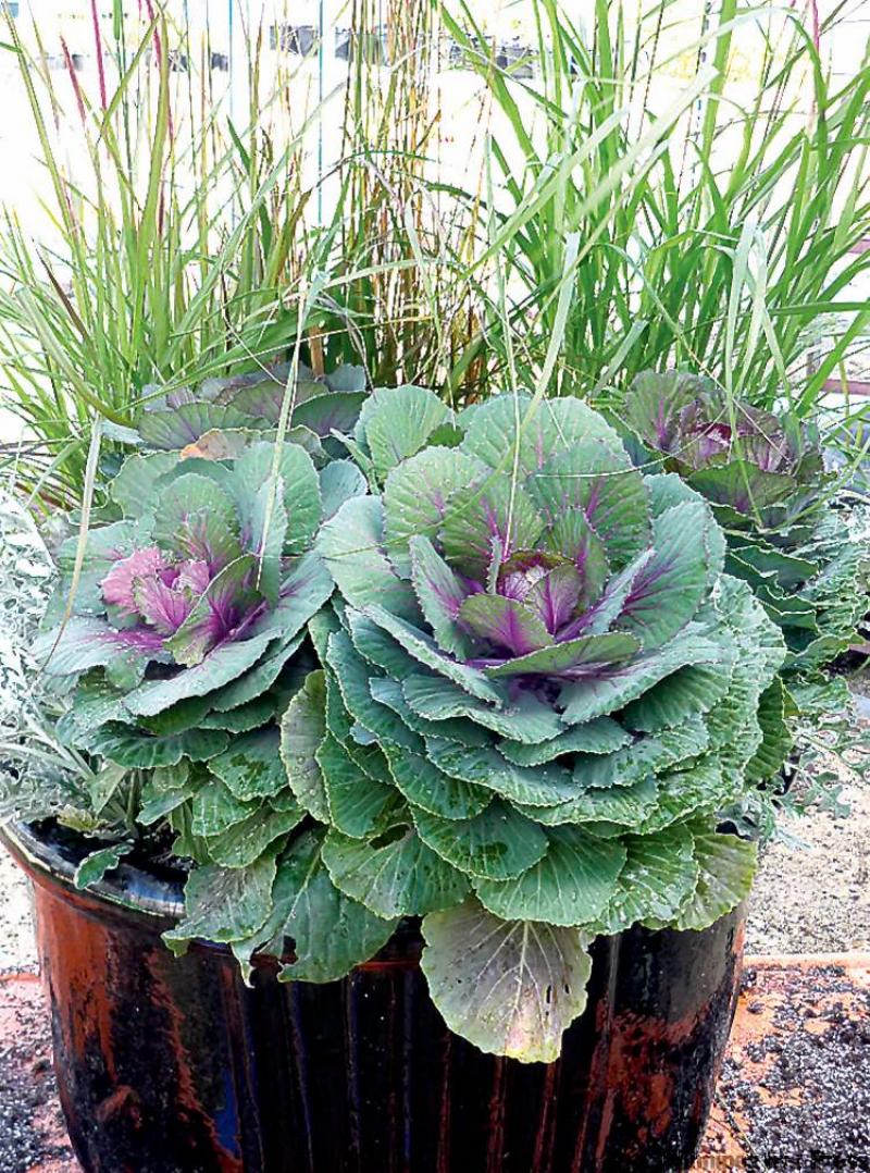 Fall for cabbages and chrysanthemums Winnipeg Free Press Homes