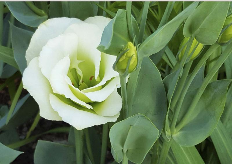 <p>Colleen Zacharias / Winnnipeg Free Press</p><p>The flawless perfection of lisianthus, a delicately beautiful annual, fares best when grown with plastic grid netting for support of its tall stems.</p></p>