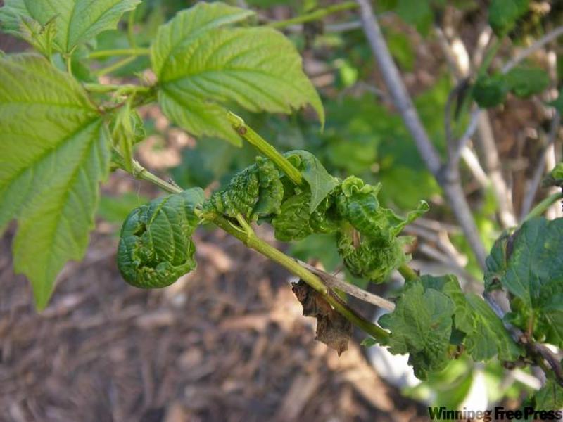 Mildew commonly affects many shrubs, such as European cranberry.