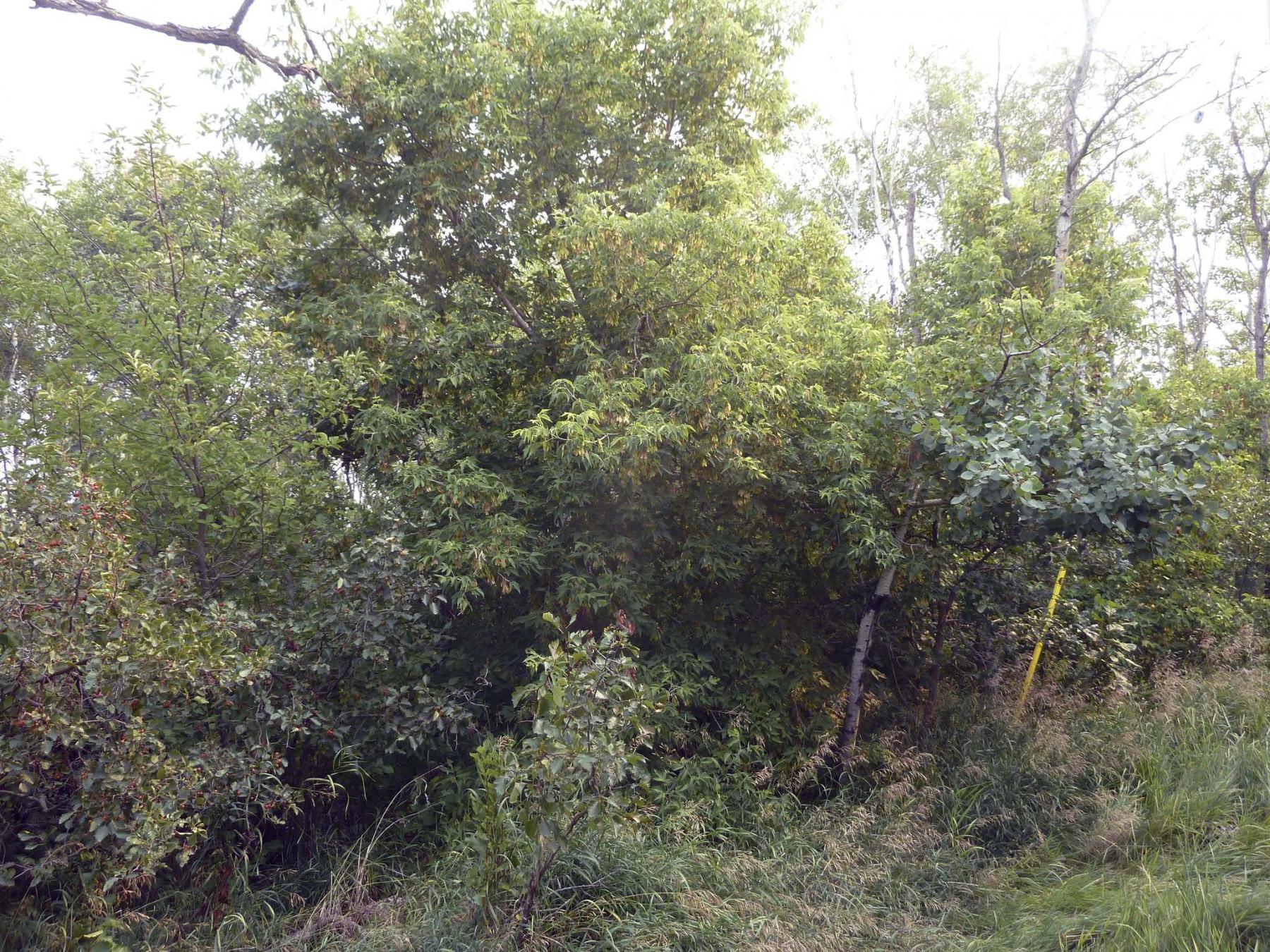 <p>An explosion of green lives in the forest in Mustard&rsquo;s backyard.</p>