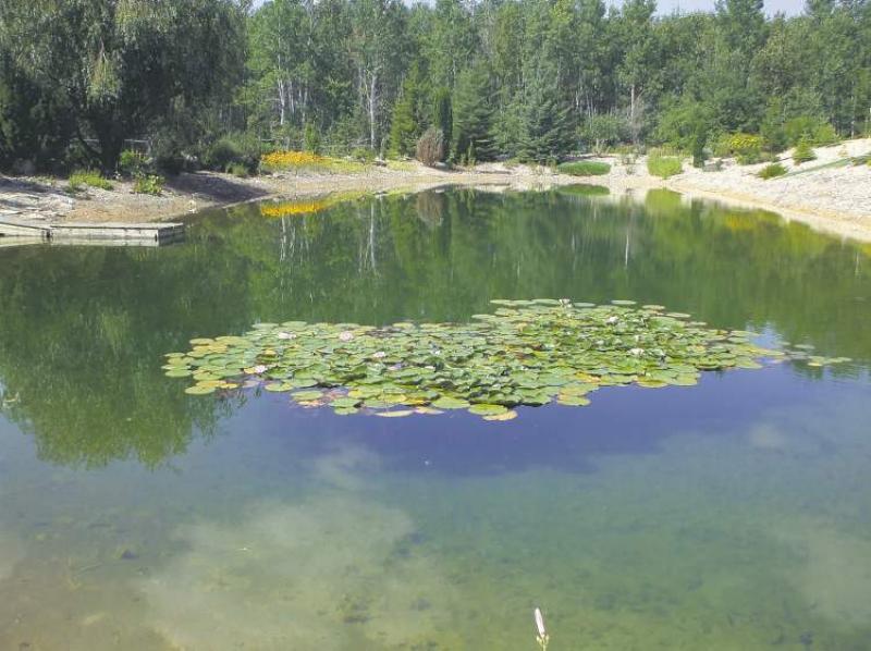 Water lilies need plenty of sun in order to bloom. Plants will gradually increase in size over the years.
