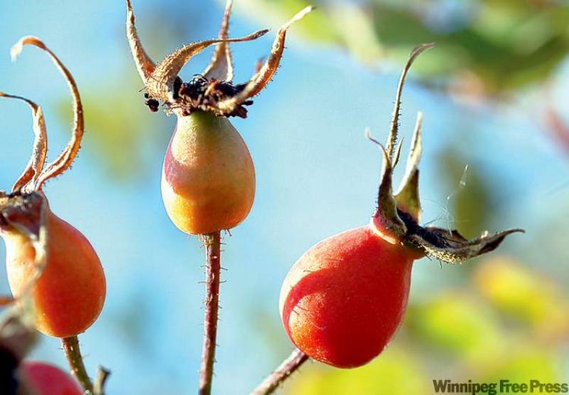 Rosehips are used in herbal teas and oils as well as in medical treatments for colds and influenza.   
