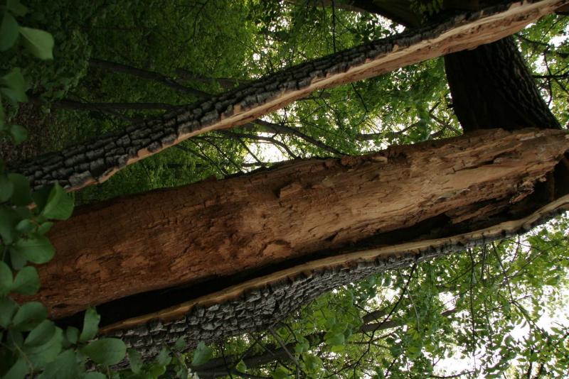 <p>Green ash close up of bark separated from trunk.</p>