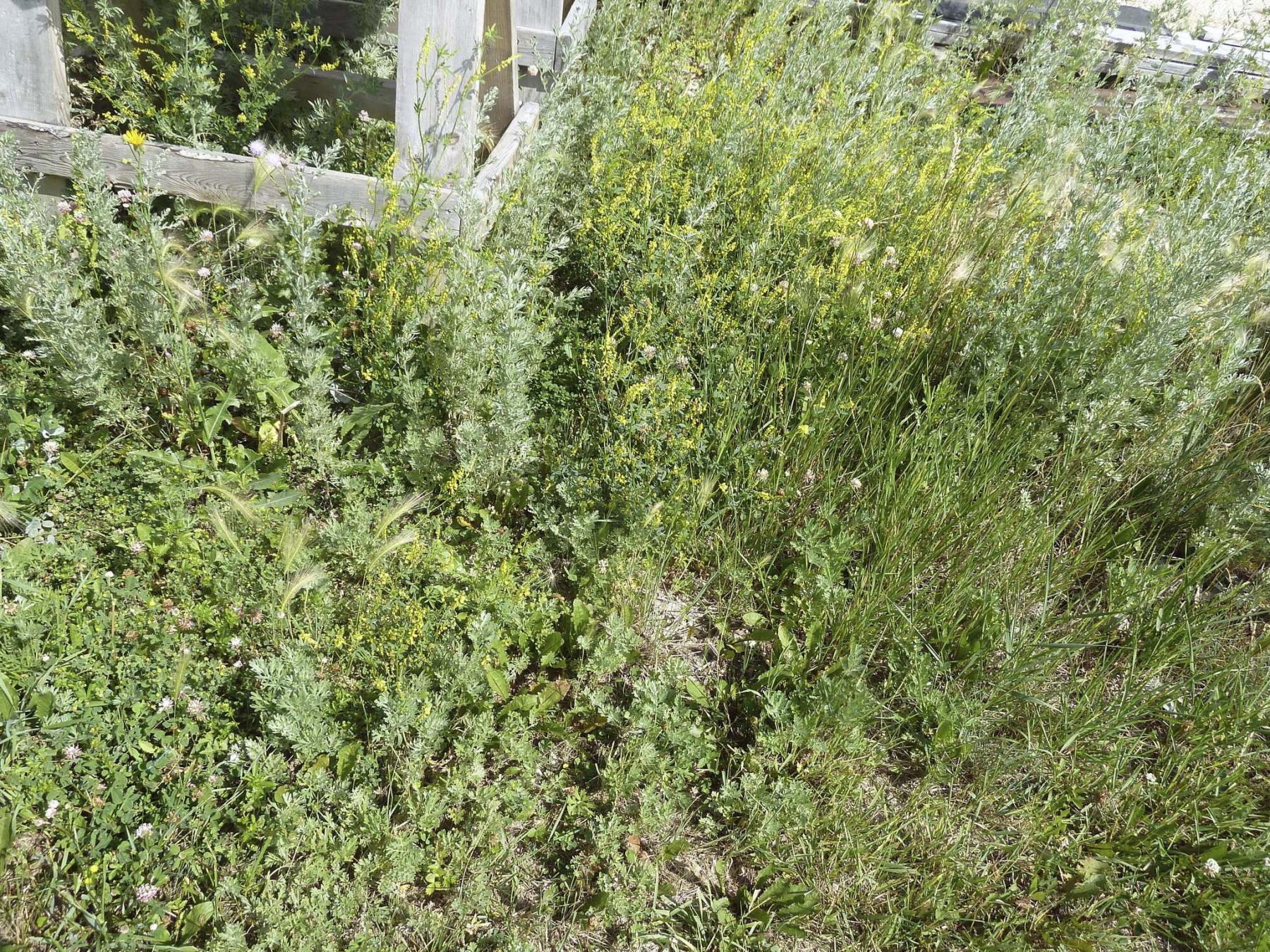 <p>Weeds thrive before the attack with Mustard&rsquo;s homemade elixir.</p></p>