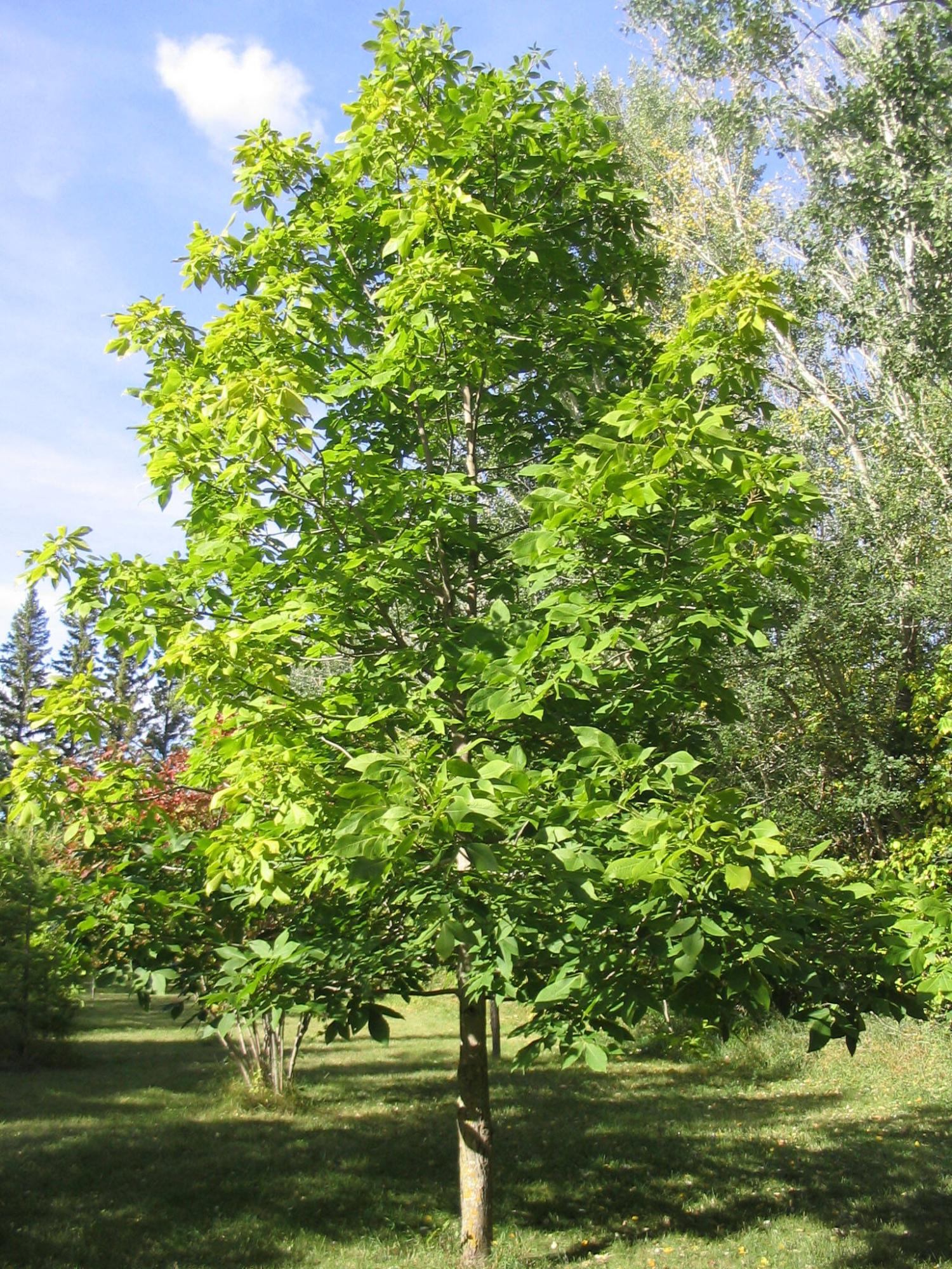  <p>Rick Durand photo</p>
                                <p>There are beautiful specimens of shagbark hickory &mdash; quite a unique nut tree &mdash; growing near Portage la Prairie.</p> 