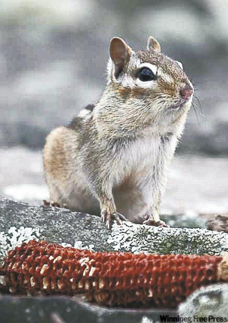 To encourage chipmunks to your yard, provide shelter, natural food and a source of water.
