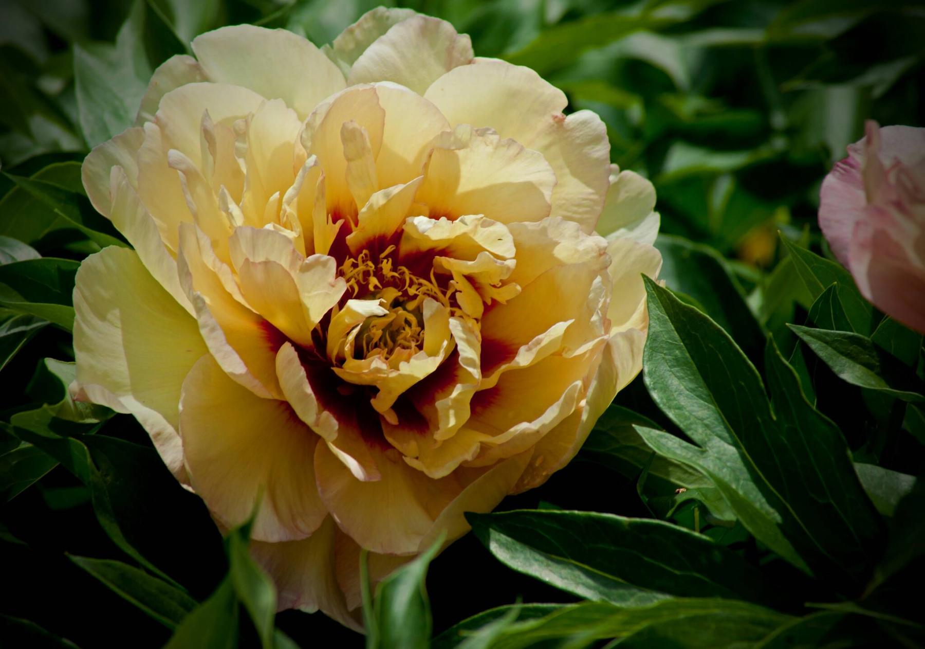  <p>Craig Gillespie photo</p>
                                <p>Prized for its unique colour combinations, Callie&rsquo;s Memory Itoh peony blooms with peach, pink and yellow flowers with dark pink striping.</p> 