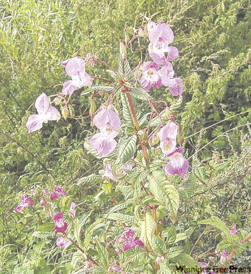 Biologists and environmentalists fear the potential impack of the aggressive and adaptable Himalayan impatiens is more serious than the havoc created by purple loosestrife.