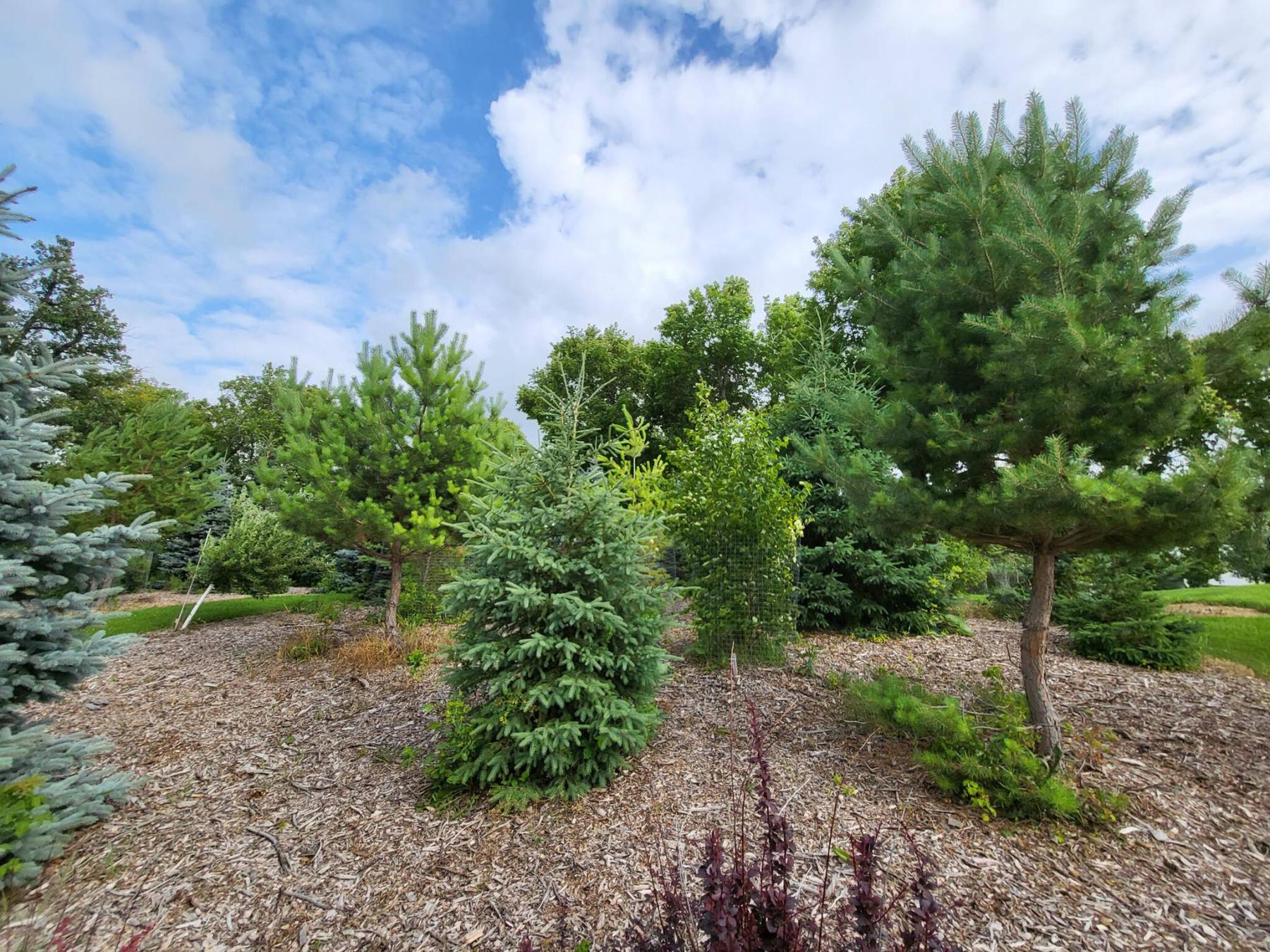  <p>Darren Murphy</p>
                                <p>To mimic the forest, add an understory layer of diverse shrubs to your tree plantings.</p> 