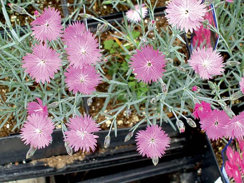Cultivated for centuries for essential oils, clove-scented Dianthus makes a great addition to the fragrant garden. Look for 'Cheyenne' or 'Pink Princess' -- older but dependable cultivars.