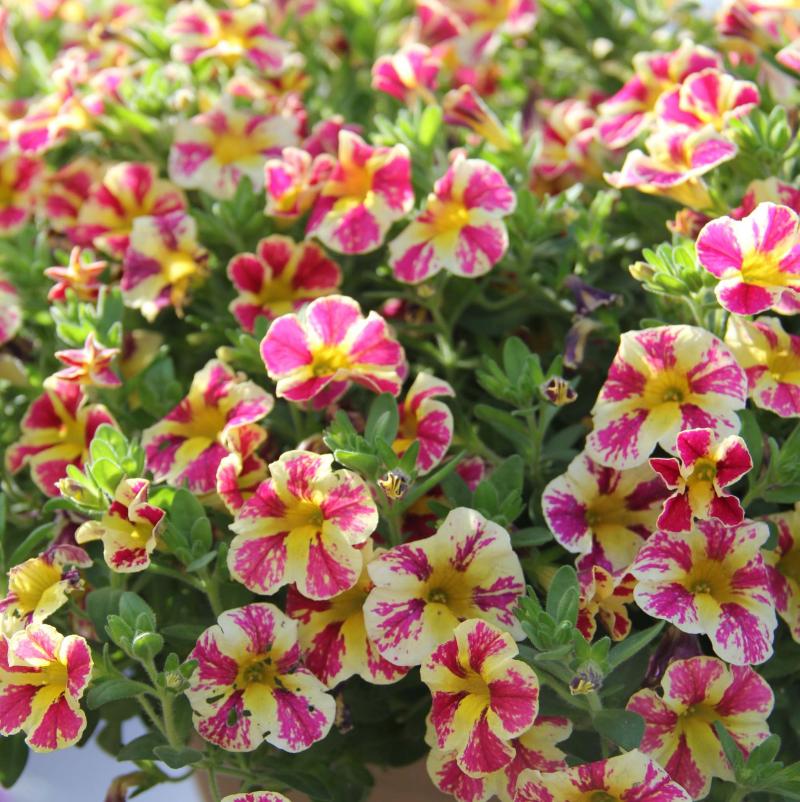 <p>Holy Moly Superbells</p>