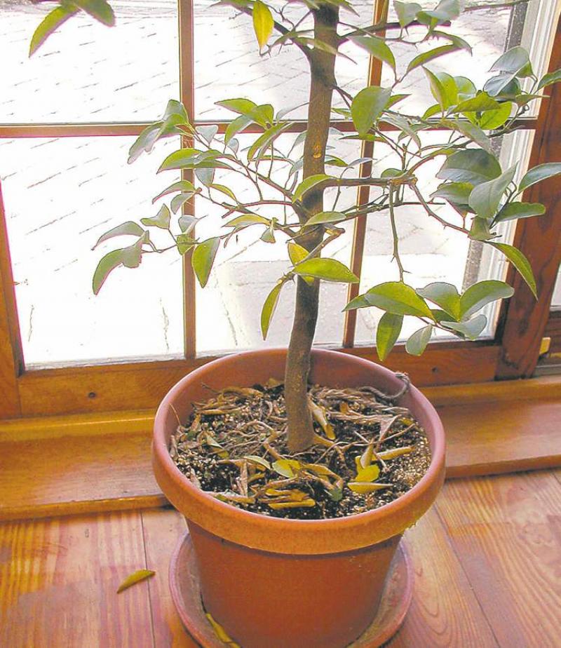 Spider mites and other unwanted insects can be brought inside on outdoor plants.