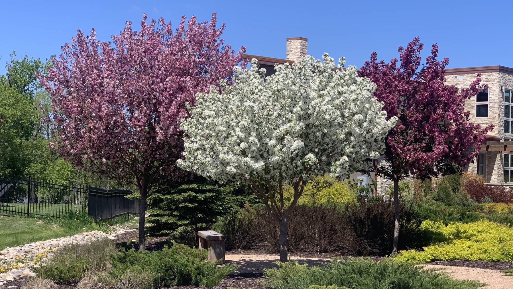  <p>Jennifer Dumore photo</p>
From left: A trio of flowering crabapple trees -- Courageous, Spring Snow and Thunderchild 