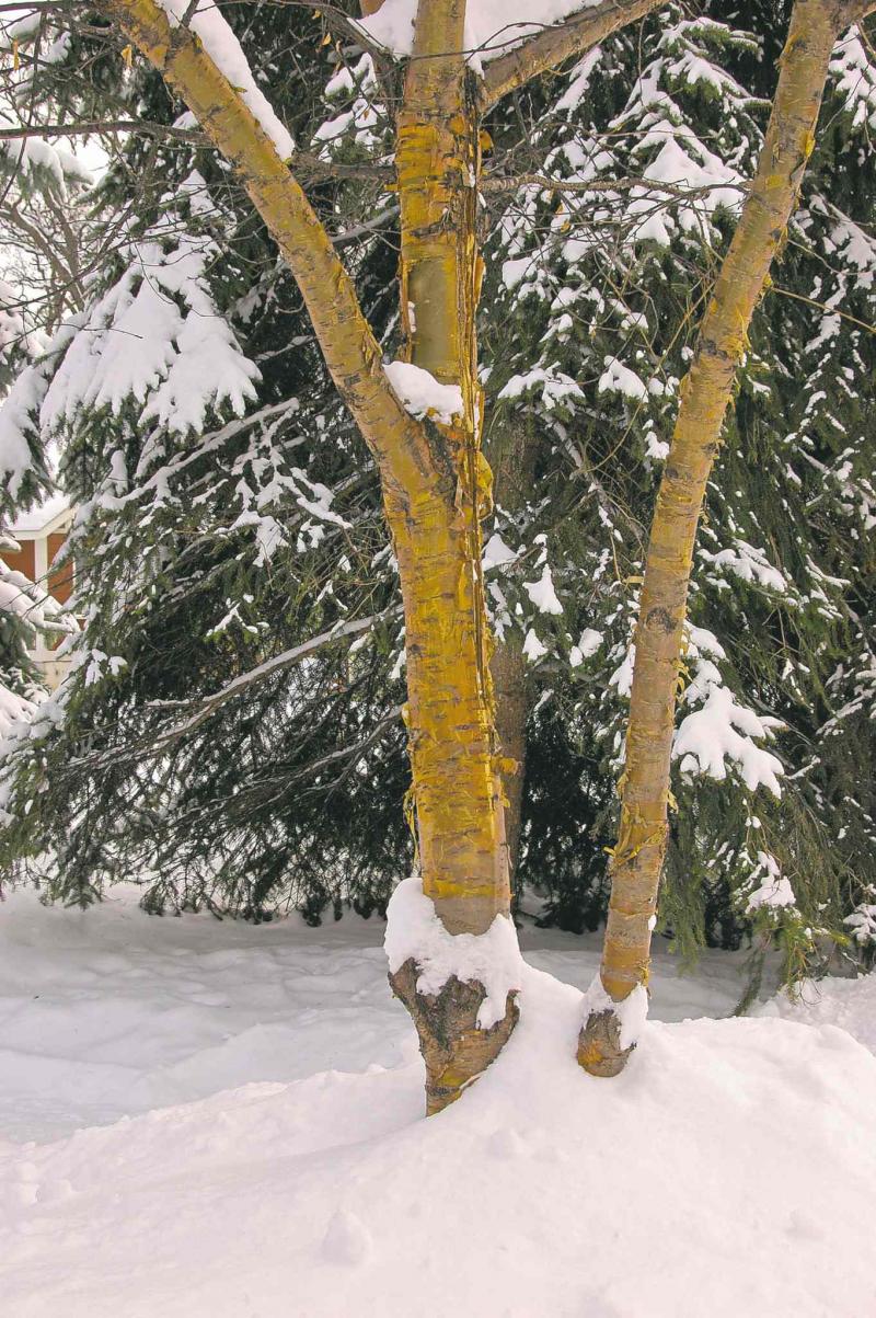 Becky Slater photo
Consider the impact of bark on your winter scene. With golden amber colour, the flaky bark of Goldrush Amur Cherry can transform a bleak winterscape from boring to beautiful.