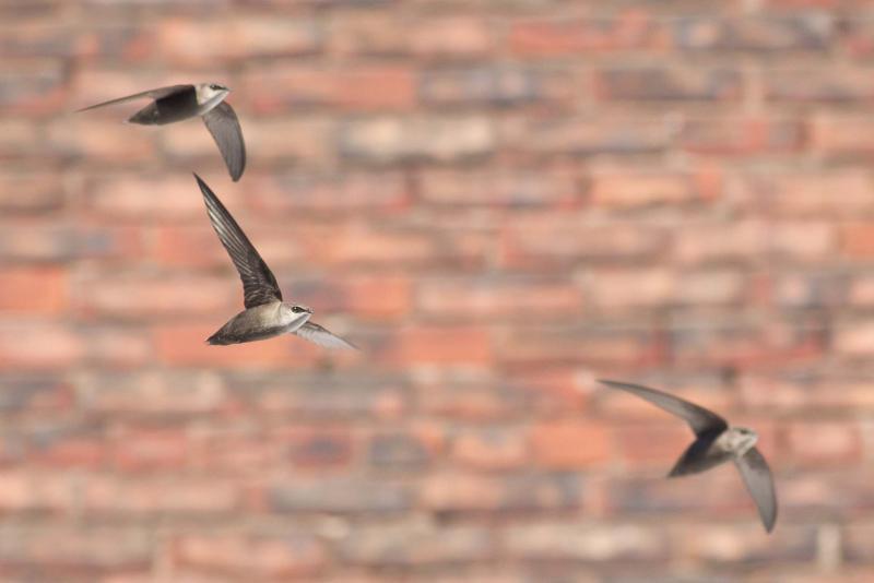 <p>Mike Veltri / Postmedia Network Inc. </p><p>Chimney swifts winter in South America and return in summer to North America, roosting in trees and chimneys. They often fly in small groups, loudly twittering high-pitched calls.</p>