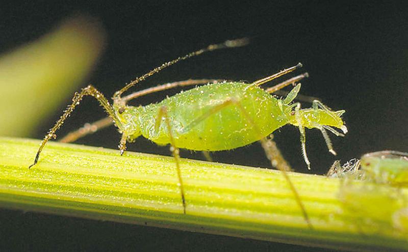 Wikipedia
A combination of soap, rubbing alcohol, Tabasco sauce, canola oil and water will eliminate insects such as aphids before you bring your plants in for the winter.