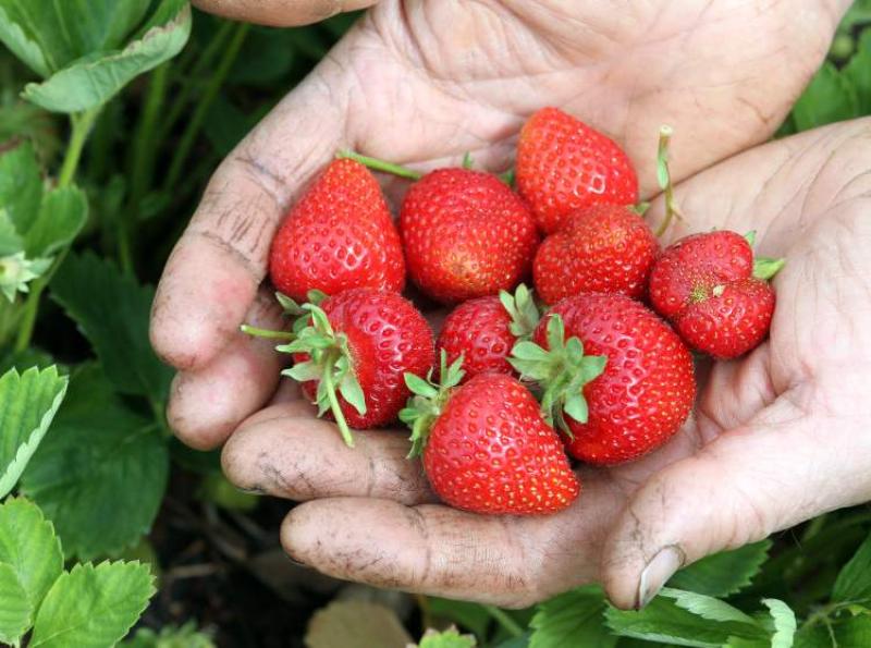 There are tips for keeping strawberries from spoiling.