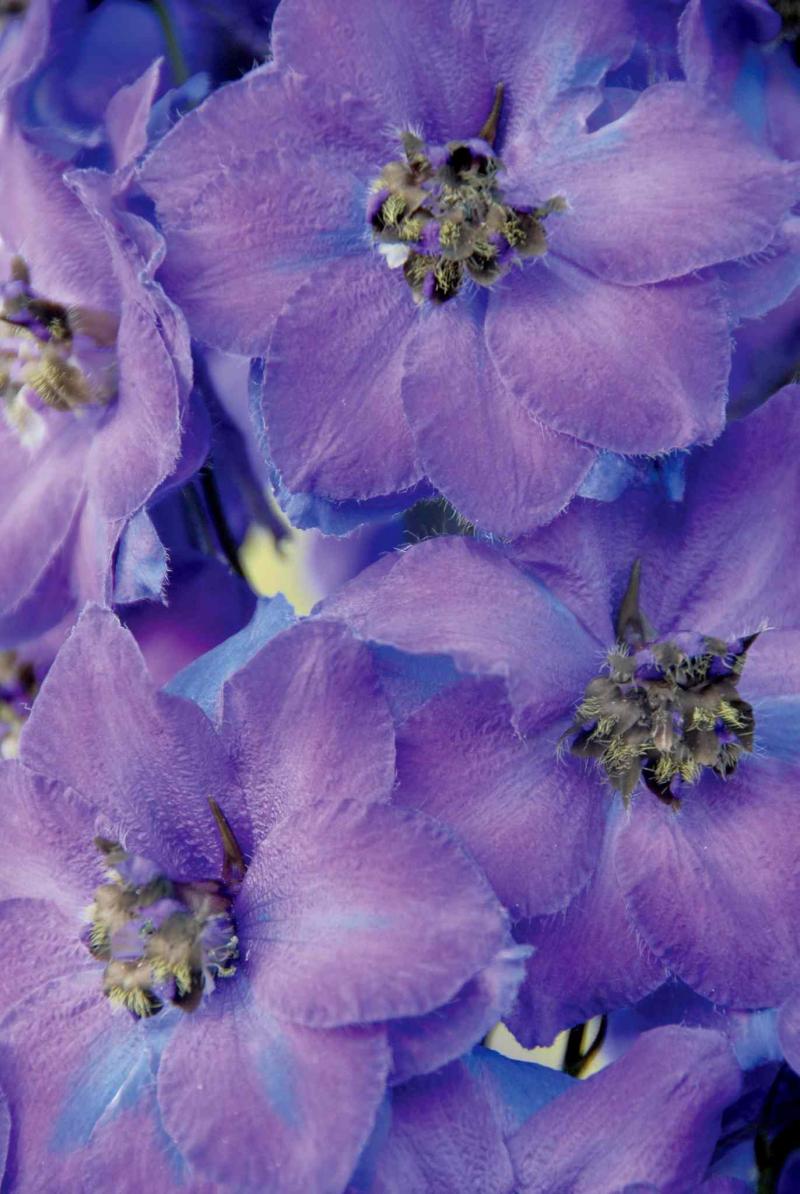 Pick your colour and your bee. Delphiniums come in a wide range of colours with either white or black centres called bees. Clusters of flowers overlap one another in tall spikes for one of the most dramatic displays in the early summer garden. Hardy varieties do not require mulching. Cut stems to the ground in the fall.
