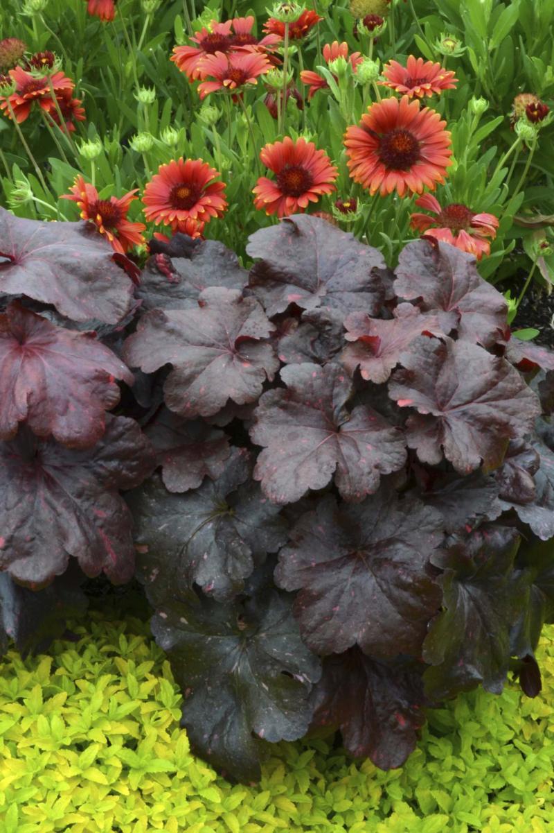 <p>Terra Nova</p><p>The changing colour of new Galaxy Coral Bells from bright red to purple black is out of this world.</p>