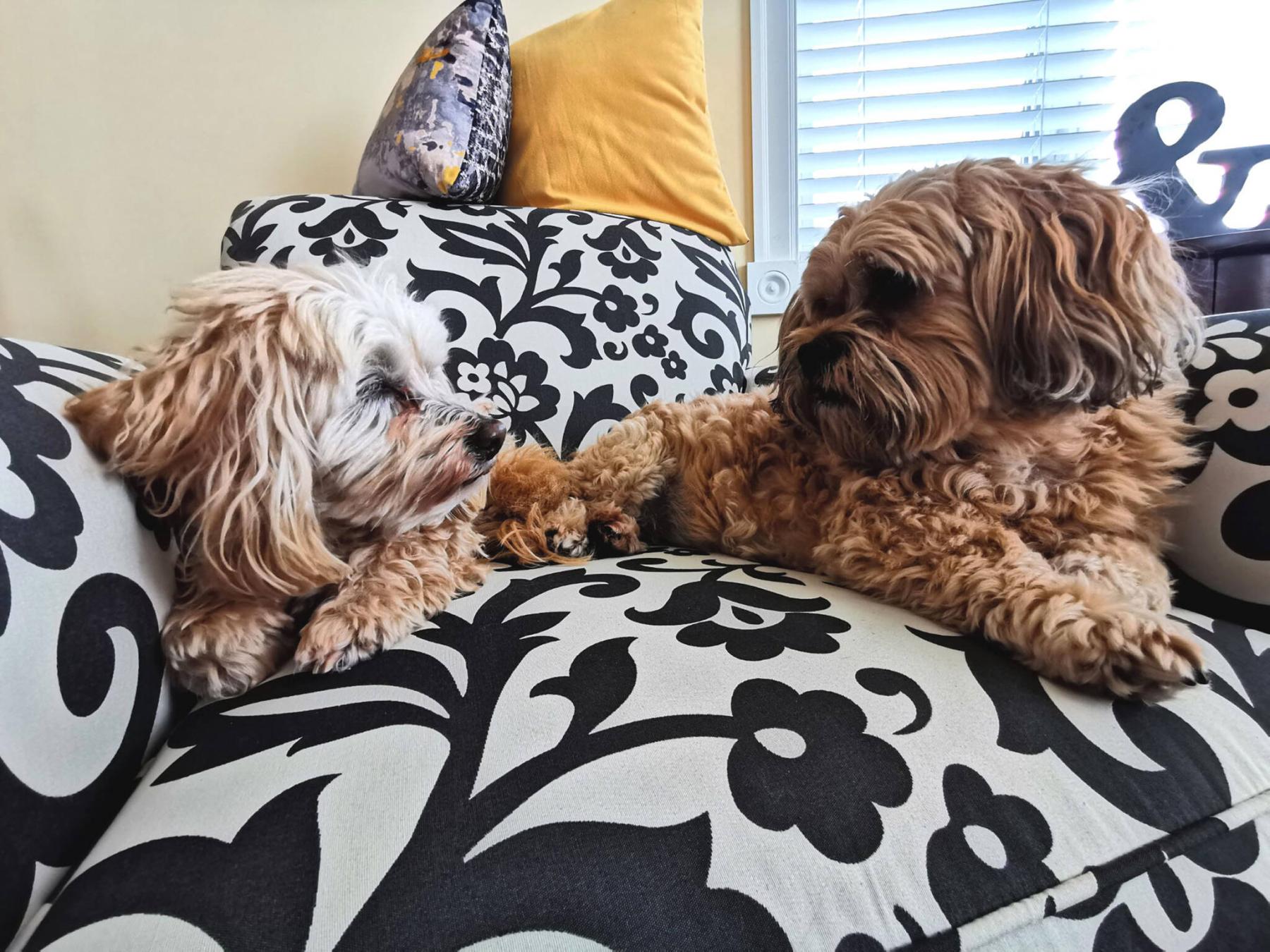  <p>Photos by Marc LaBossiere / Free Press</p>
                                <p>Molly and Milo together, before Molly&rsquo;s unexpected passing in 2019. A staircase-landing edge (below, left) was chewed by a teething Milo, and a console table shows Molly&rsquo;s marks.</p> 