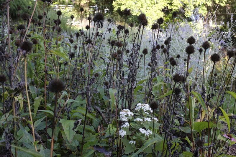 <p>Adrian Higgins / The Washington Post</p><p>The withered purple coneflowers of summer provide seed for birds in the winter.</p>