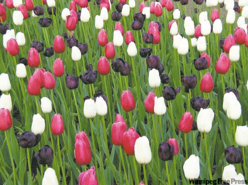 Queen of Night and Renown tulips paint a beautiful picture, as do Muscari (below).