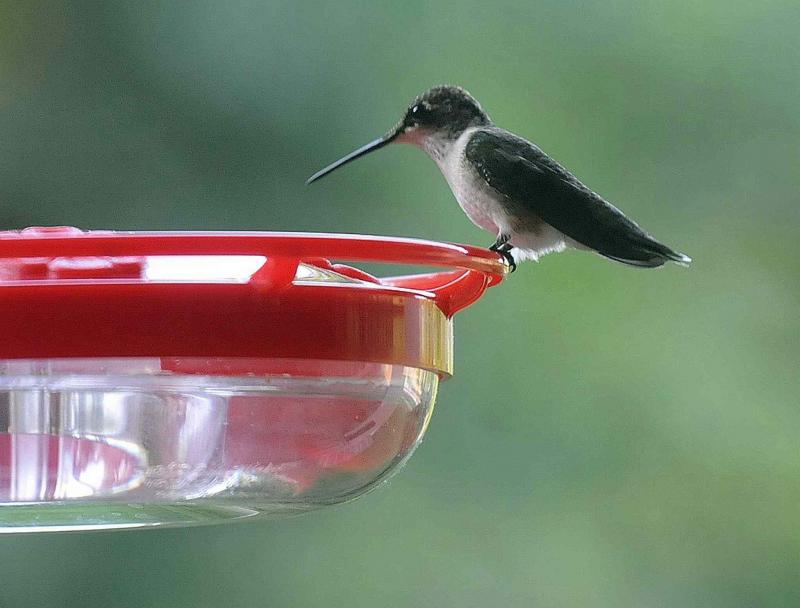 How To Have Hummingbirds Eating Out Of Your Hand Winnipeg Free Press Homes,Bittersweet Plant Leaves