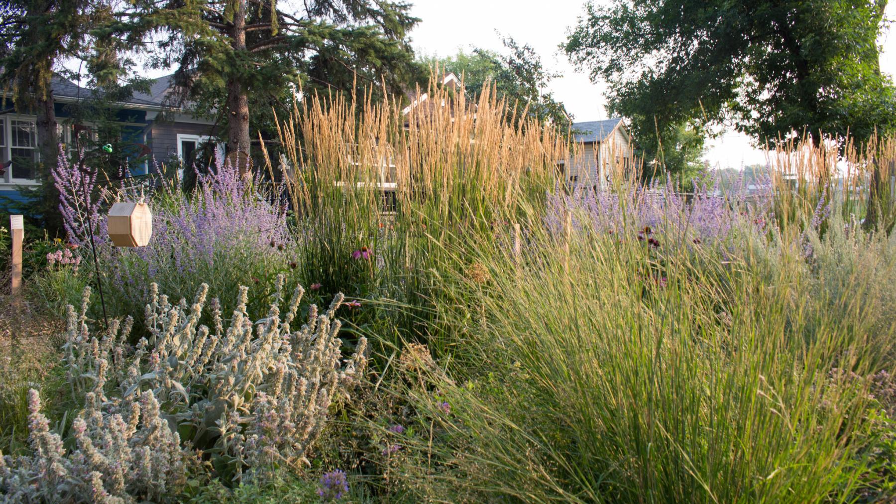  <p>PHOTOS BY DOGWOOD LANDSCAPE DESIGN</p>
                                <p>Little Bluestem grass, bottom right, with taller Karl Foerster grasses in the background.</p> 