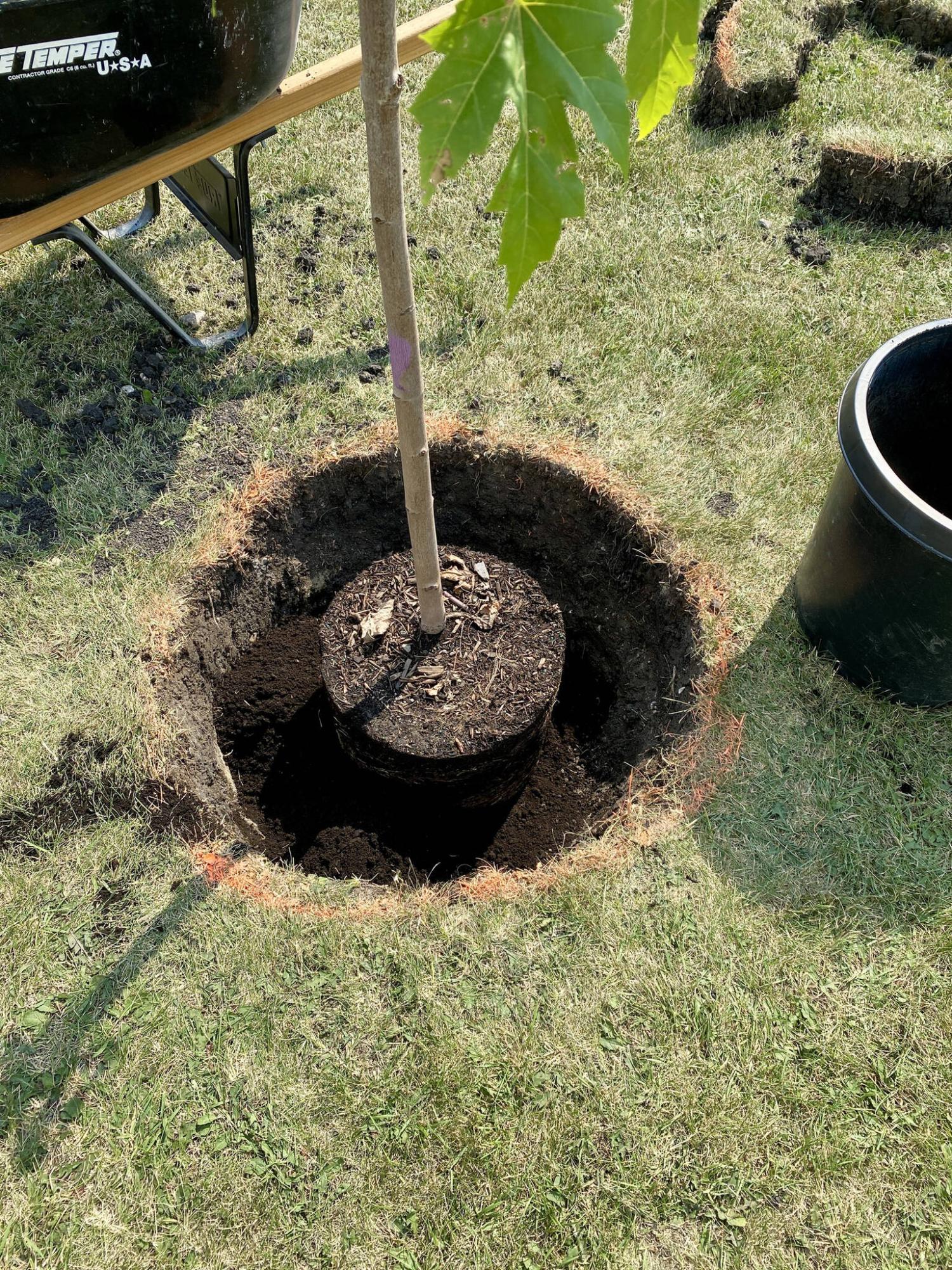  <p>Marc LaBossiere / Free Press</p>
                                <p>The hole is prepped to twice the diameter of the tree&rsquo;s root ball, whereby top soil will be packed in to fill the gap.</p> 
