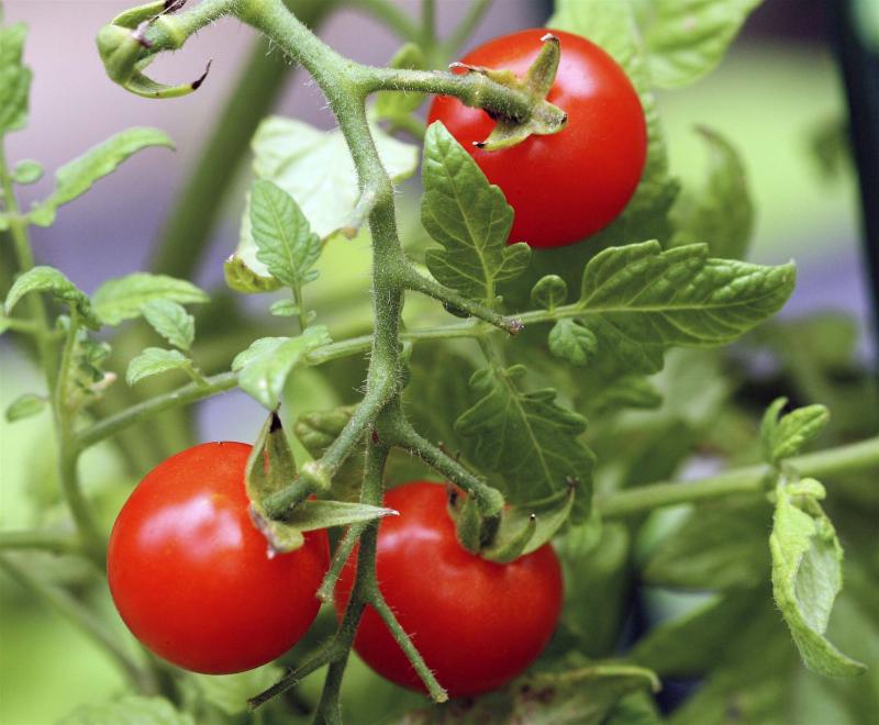 <p>Dean Fosdick / The Associated Press files </p><p>Plant pigments that give fruits and vegetables their colours also are the stuff of disease-fighting nutrients and healthier diets &mdash; especially for children.</p>
