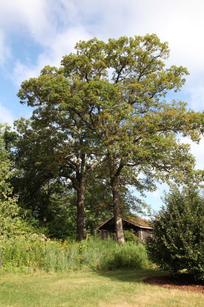Manitobans write the book on ideal Prairie trees Winnipeg Free Press
