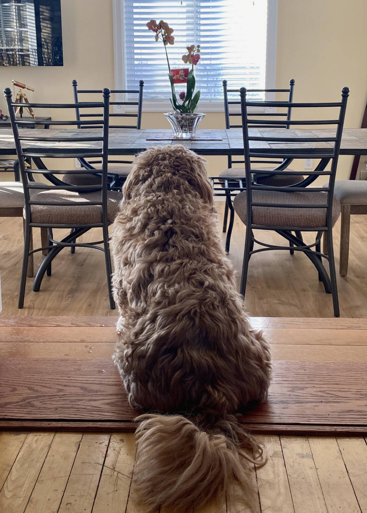 <p>Marc LaBossiere / Winnipeg Free Press</p><p>Milo looking in the direction of Molly&rsquo;s photo and flowers.</p>