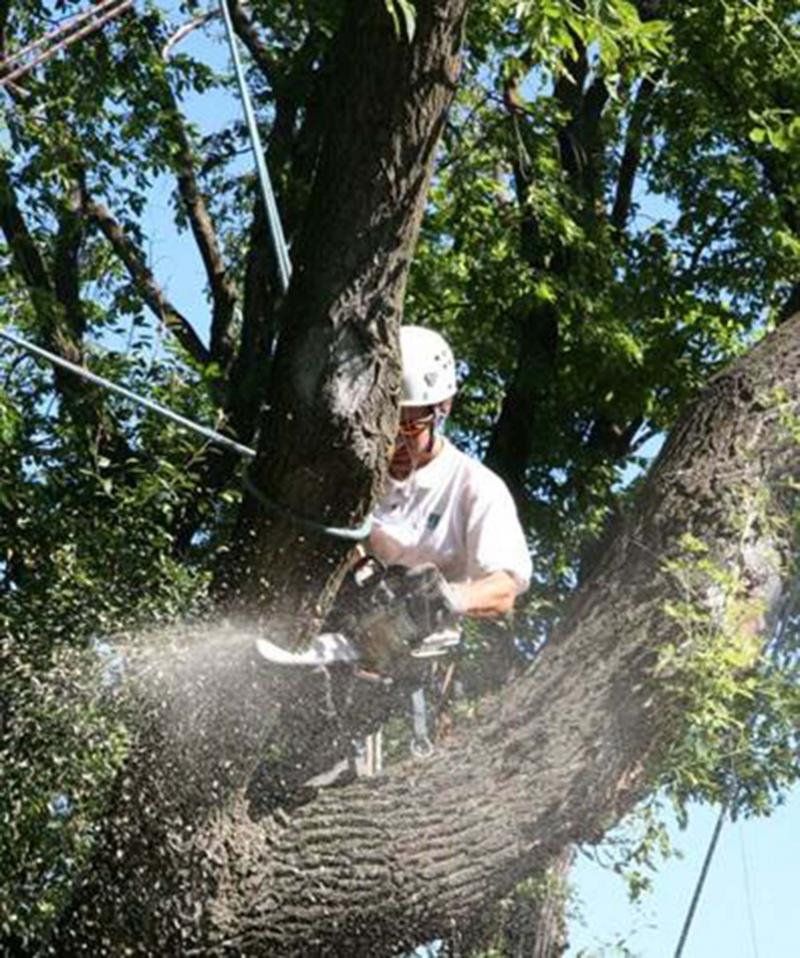 <p>Michael Allen / Winnipeg Free Press</p><p>Secured arborist removing a broken branch in a safe manner. Notice he has secured the limb he is cutting to prevent it from falling to the ground and causing harm or damage.</p></p>