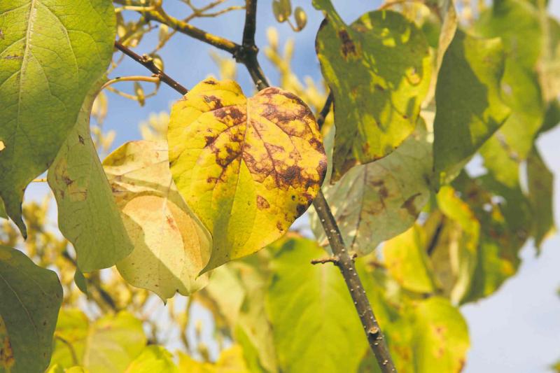 Continuing issues with Japanese tree lilacs - Winnipeg Free Press Homes