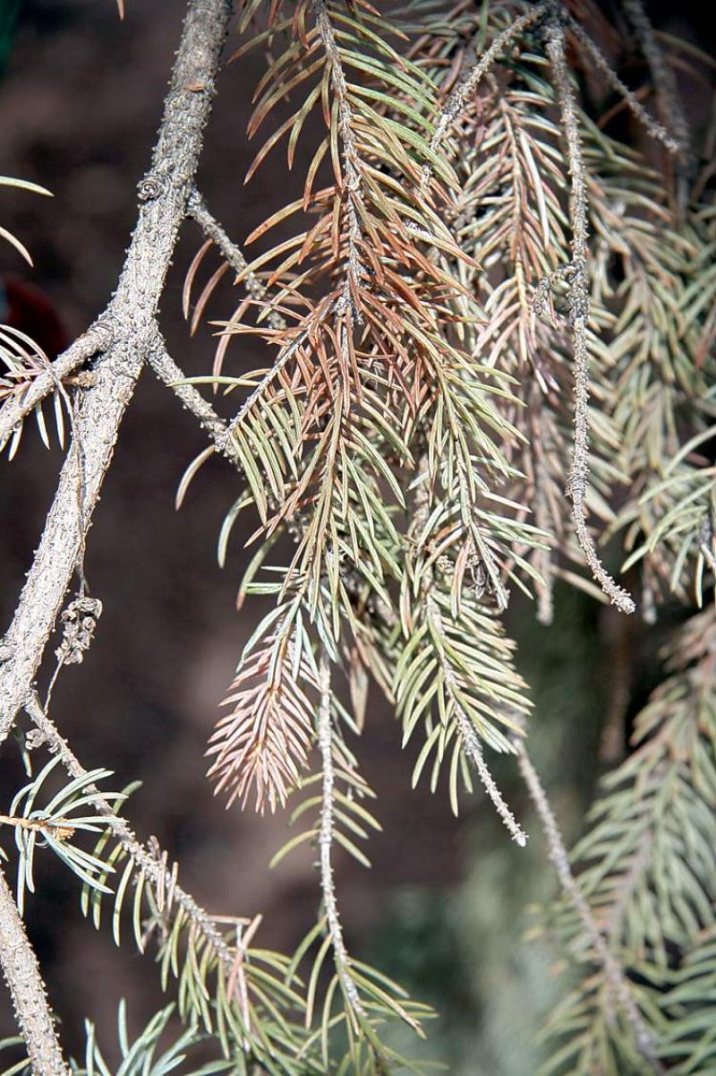 How to fight spruce tip blight - Winnipeg Free Press Homes